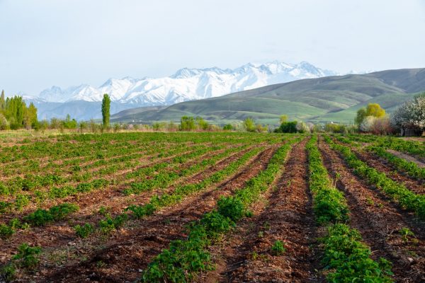 The Gardens of Shiraz: Paradise on Earth